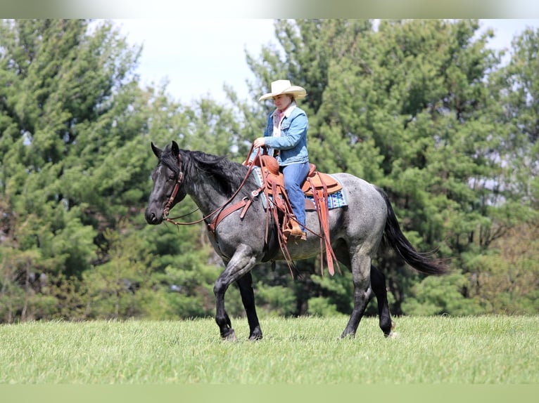 Quarter horse américain Hongre 4 Ans Rouan Bleu in Clarion, PA