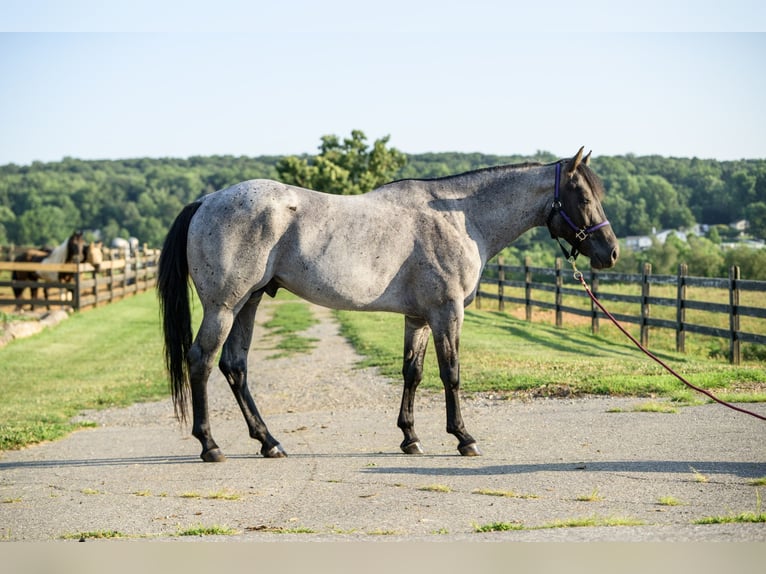 Quarter horse américain Hongre 4 Ans Rouan Bleu in Honey Brook