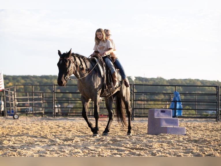Quarter horse américain Hongre 4 Ans Rouan Bleu in Honey Brook
