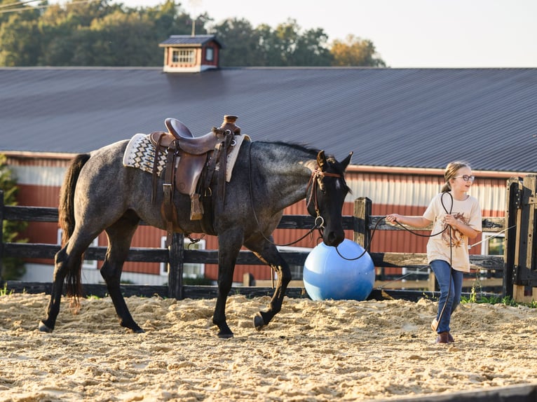 Quarter horse américain Hongre 4 Ans Rouan Bleu in Honey Brook