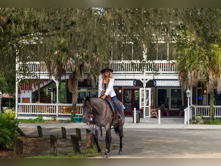 Quarter horse américain Hongre 4 Ans Rouan Bleu in Ocala