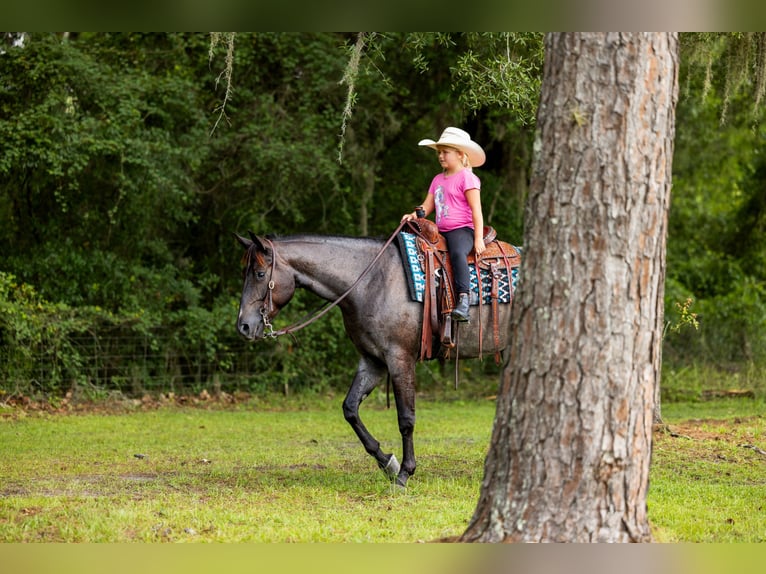 Quarter horse américain Hongre 4 Ans Rouan Bleu in Ocala