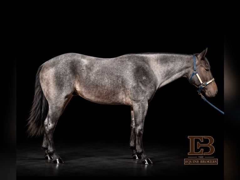 Quarter horse américain Hongre 4 Ans Rouan Bleu in Tedeschi