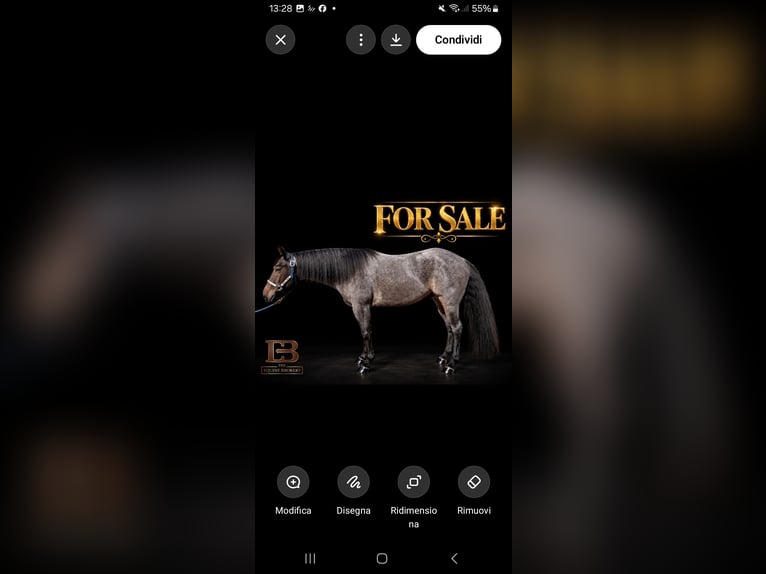 Quarter horse américain Hongre 4 Ans Rouan Bleu in Tedeschi