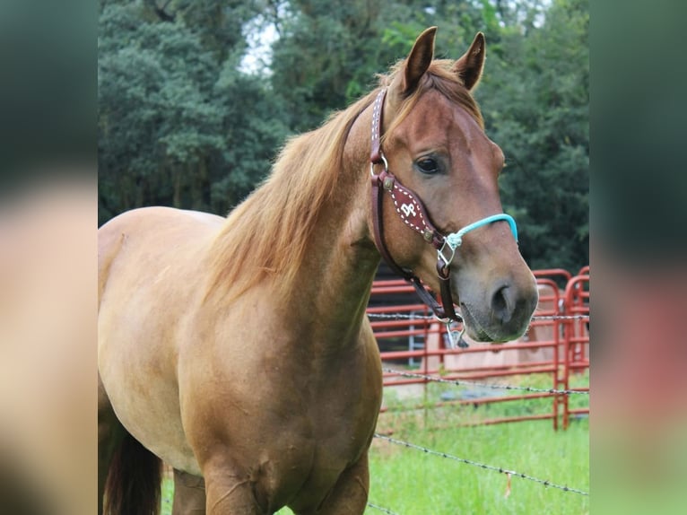 Quarter horse américain Hongre 4 Ans Rouan Rouge in Brooksville