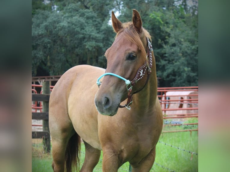 Quarter horse américain Hongre 4 Ans Rouan Rouge in Brooksville