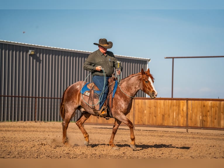 Quarter horse américain Hongre 4 Ans Rouan Rouge in Canyon