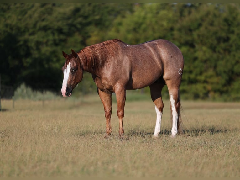 Quarter horse américain Hongre 4 Ans Rouan Rouge in Mount Vernon