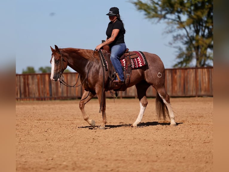 Quarter horse américain Hongre 4 Ans Rouan Rouge in Mount Vernon