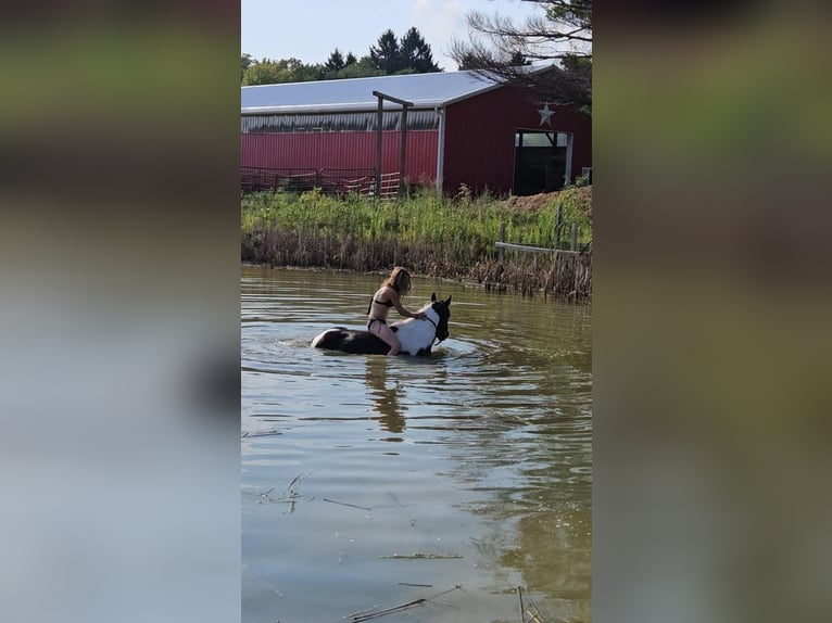 Quarter horse américain Hongre 4 Ans Tobiano-toutes couleurs in Ashland OH