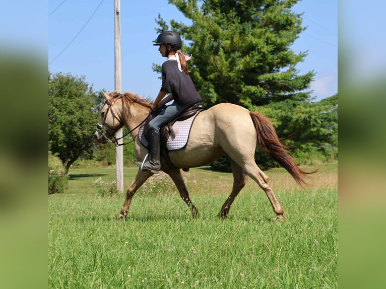 Quarter horse américain Hongre 5 Ans 124 cm Champagne in Howell, MI