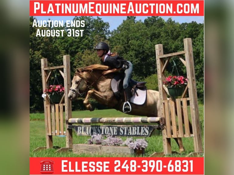 Quarter horse américain Hongre 5 Ans 124 cm Champagne in Howell, MI