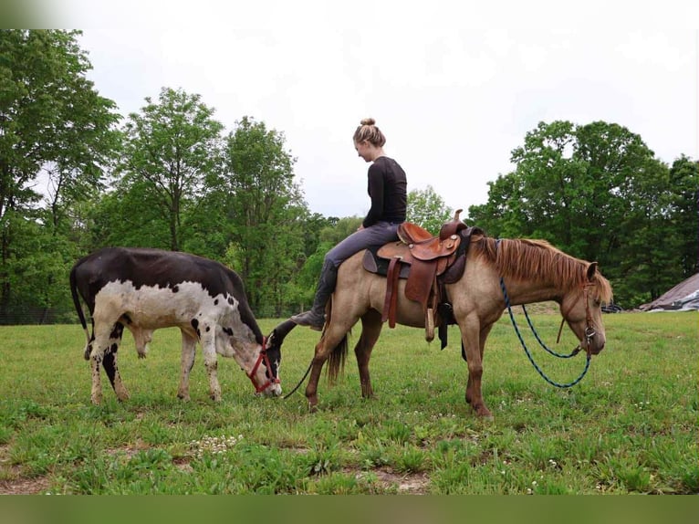 Quarter horse américain Hongre 5 Ans 124 cm Champagne in Howell, MI