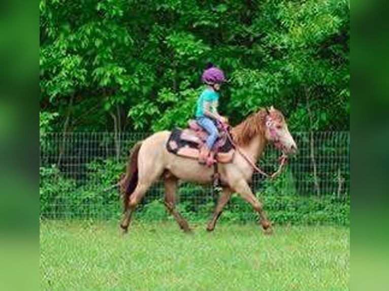 Quarter horse américain Hongre 5 Ans 124 cm Champagne in Howell, MI