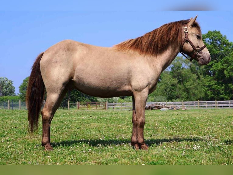 Quarter horse américain Hongre 5 Ans 124 cm Champagne in Howell, MI