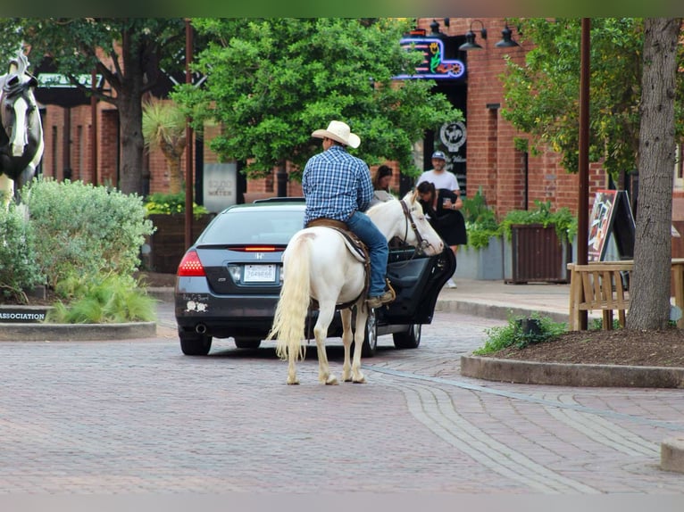 Quarter horse américain Hongre 5 Ans 132 cm Overo-toutes couleurs in Stepheville TX