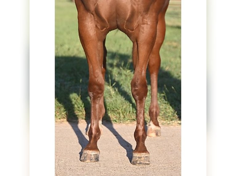 Quarter horse américain Hongre 5 Ans 140 cm Alezan brûlé in Athens TX