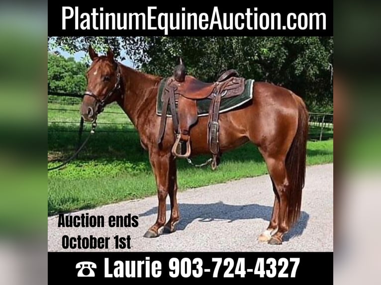 Quarter horse américain Hongre 5 Ans 140 cm Alezan brûlé in Athens TX