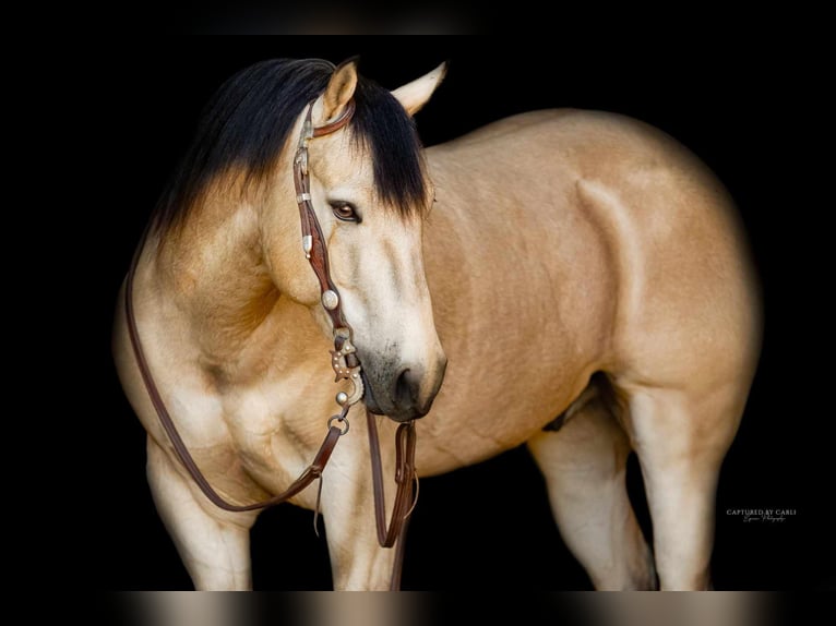 Quarter horse américain Hongre 5 Ans 140 cm Buckskin in Lewistown