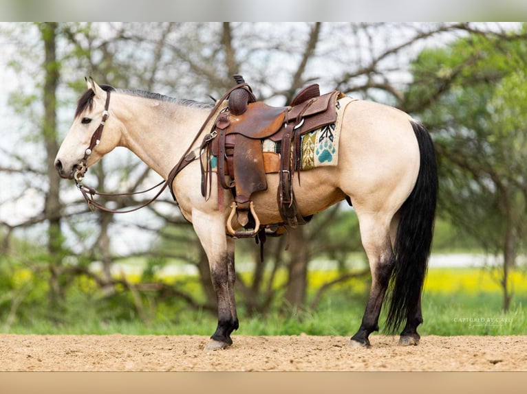 Quarter horse américain Hongre 5 Ans 140 cm Buckskin in Lewistown