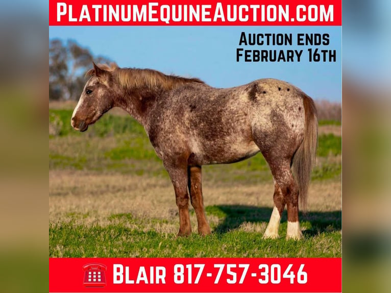 Quarter horse américain Hongre 5 Ans 140 cm Rouan Rouge in Weatherford TX