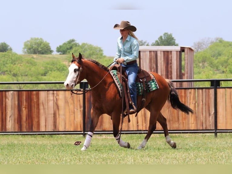 Quarter horse américain Hongre 5 Ans 142 cm Bai cerise in Jacksboro, TX