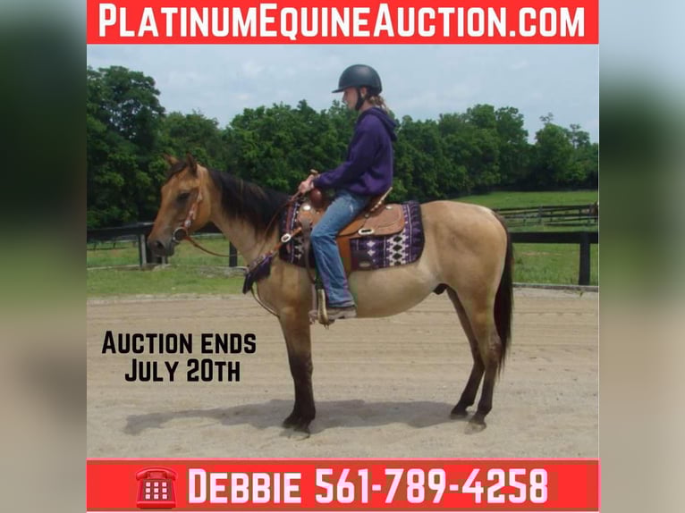 Quarter horse américain Hongre 5 Ans 142 cm Buckskin in Lexington Ky