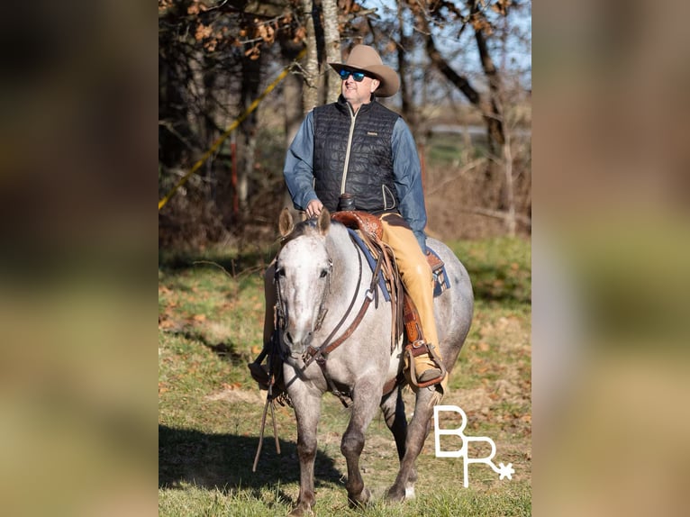 Quarter horse américain Hongre 5 Ans 142 cm Gris pommelé in Mountain Grove MO