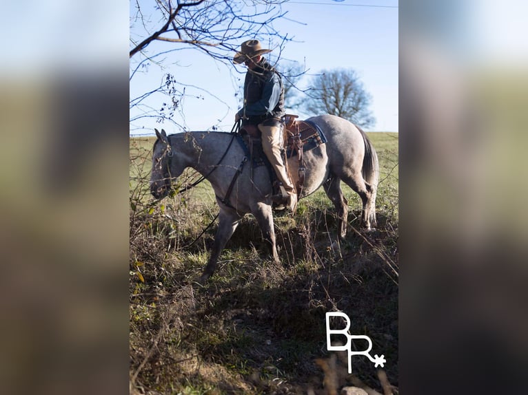 Quarter horse américain Hongre 5 Ans 142 cm Gris pommelé in Mountain Grove MO