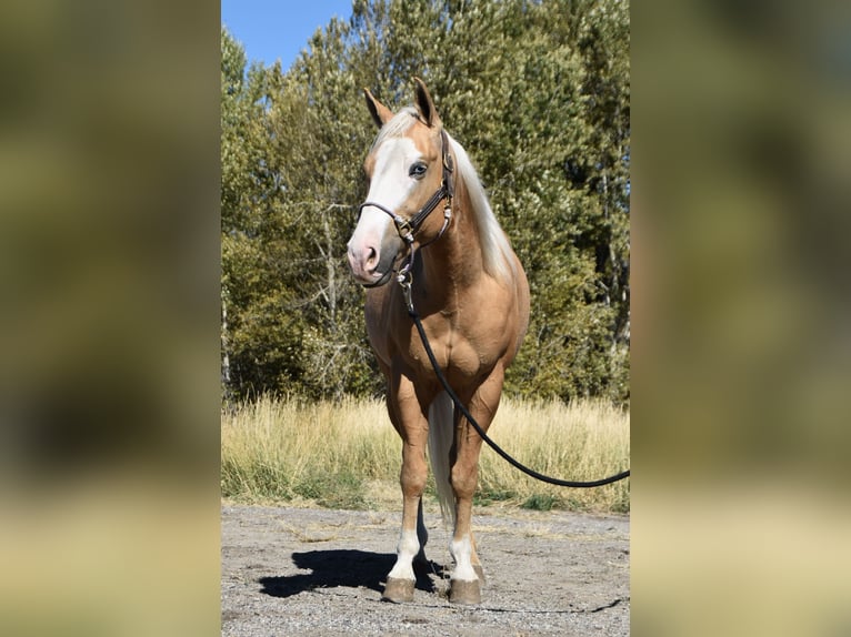 Quarter horse américain Hongre 5 Ans 142 cm Palomino in Bozeman