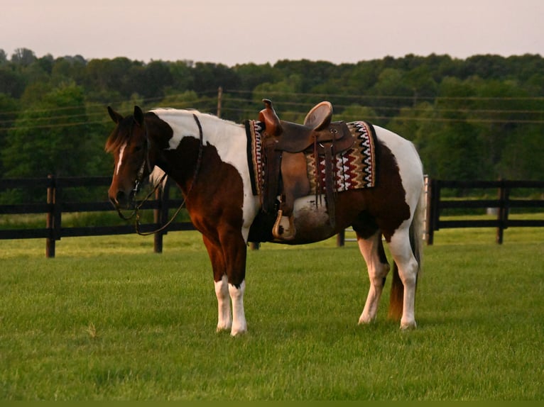 Quarter horse américain Hongre 5 Ans 142 cm Pinto in Fredericksburg