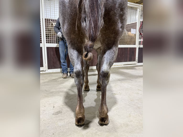 Quarter horse américain Hongre 5 Ans 142 cm Rouan Rouge in Canistota