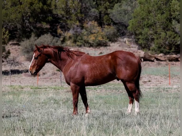 Quarter horse américain Hongre 5 Ans 145 cm Alezan brûlé in Camp Verde AZ