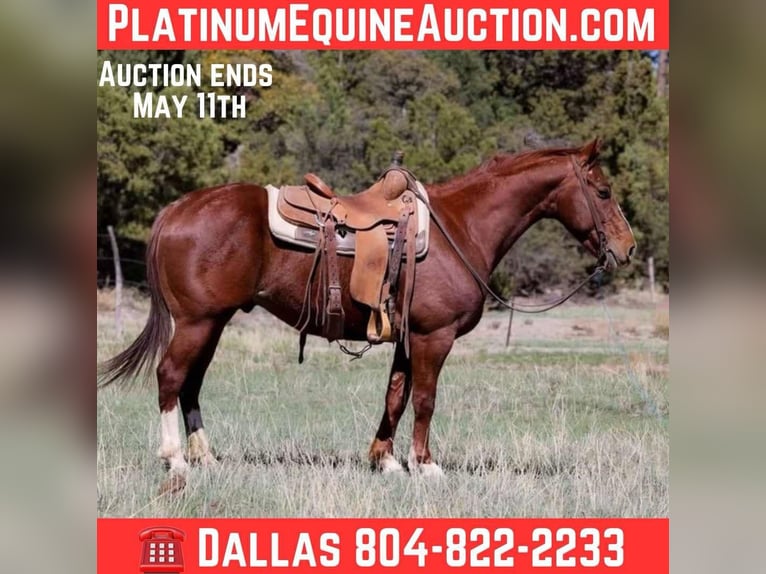 Quarter horse américain Hongre 5 Ans 145 cm Alezan brûlé in Camp Verde AZ
