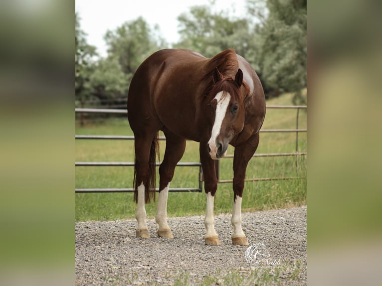 Quarter horse américain Hongre 5 Ans 145 cm Alezan cuivré in Billings Quarter horse américain Hongre 5 Ans 145 cm Alezan cuivré in Billings