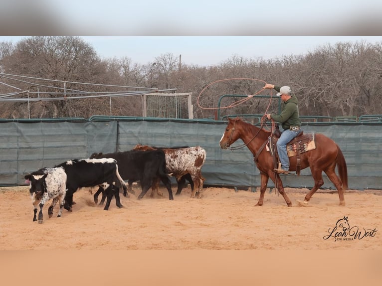 Quarter horse américain Hongre 5 Ans 145 cm Alezan cuivré in Healdton, OK