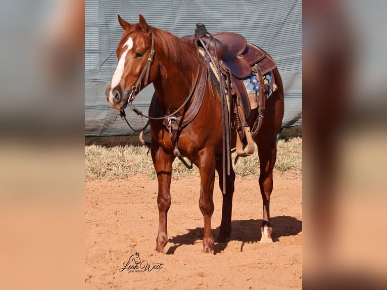 Quarter horse américain Hongre 5 Ans 145 cm Alezan cuivré in Healdton, OK