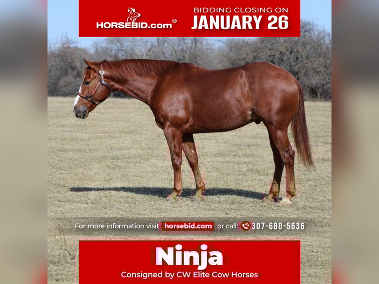 Quarter horse américain Hongre 5 Ans 145 cm Alezan cuivré in Healdton, OK