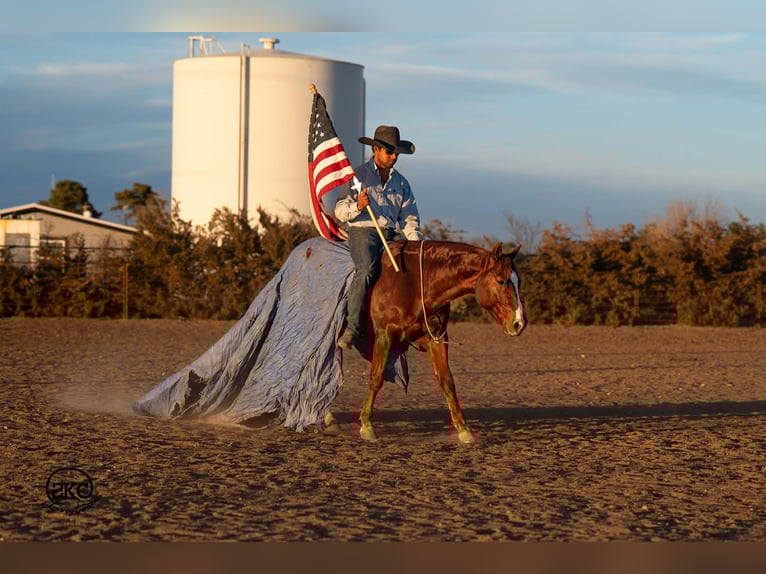 Quarter horse américain Hongre 5 Ans 145 cm Alezan cuivré in Canyon