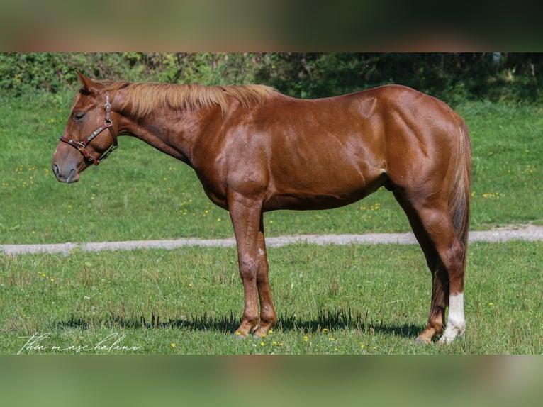 Quarter horse américain Hongre 5 Ans 145 cm Alezan in Erbach