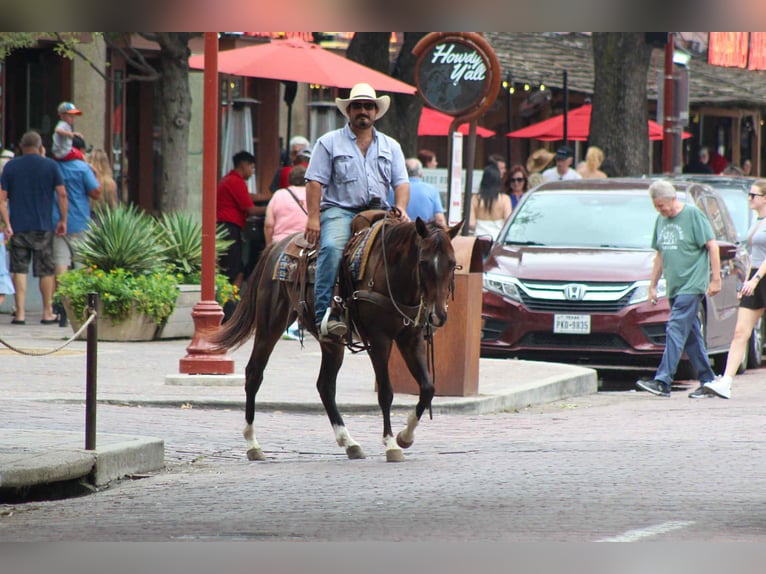 Quarter horse américain Hongre 5 Ans 145 cm Bai cerise in Stephenville TX