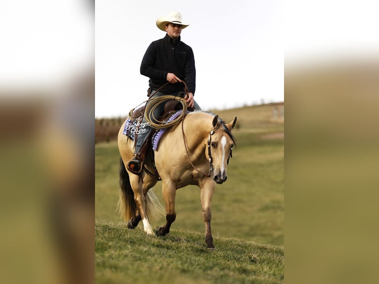 Quarter horse américain Hongre 5 Ans 145 cm Buckskin in Millersburg