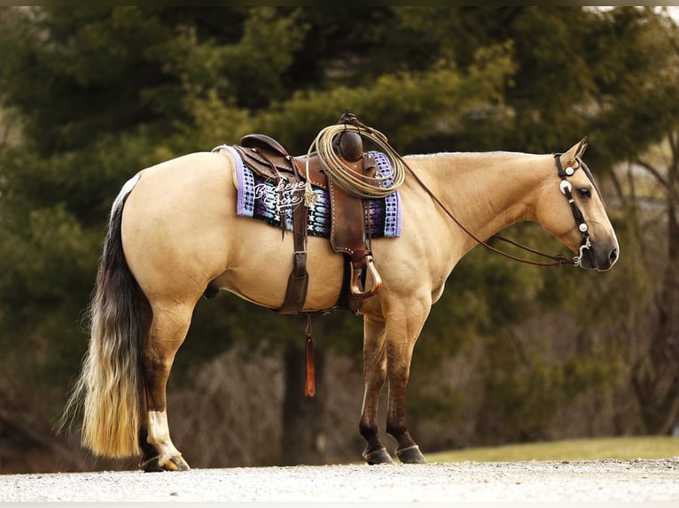 Quarter horse américain Hongre 5 Ans 145 cm Buckskin in Millersburg