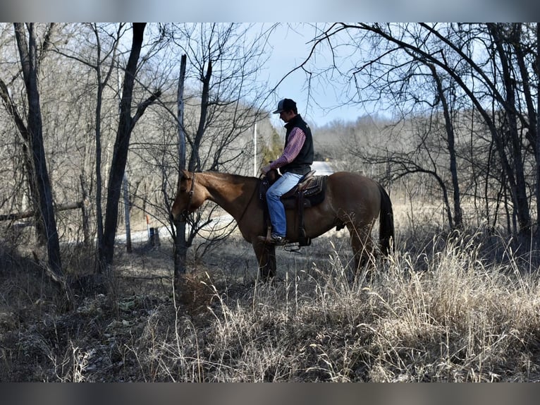 Quarter horse américain Hongre 5 Ans 145 cm Isabelle in Sweet Springs MO