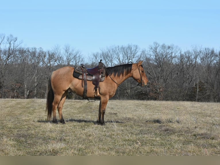 Quarter horse américain Hongre 5 Ans 145 cm Isabelle in Sweet Springs MO