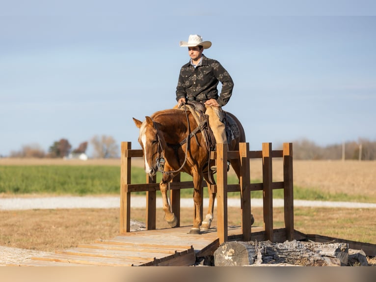 Quarter horse américain Hongre 5 Ans 145 cm Palomino in Lewistown