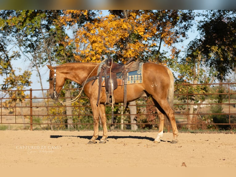 Quarter horse américain Hongre 5 Ans 145 cm Palomino in Lewistown