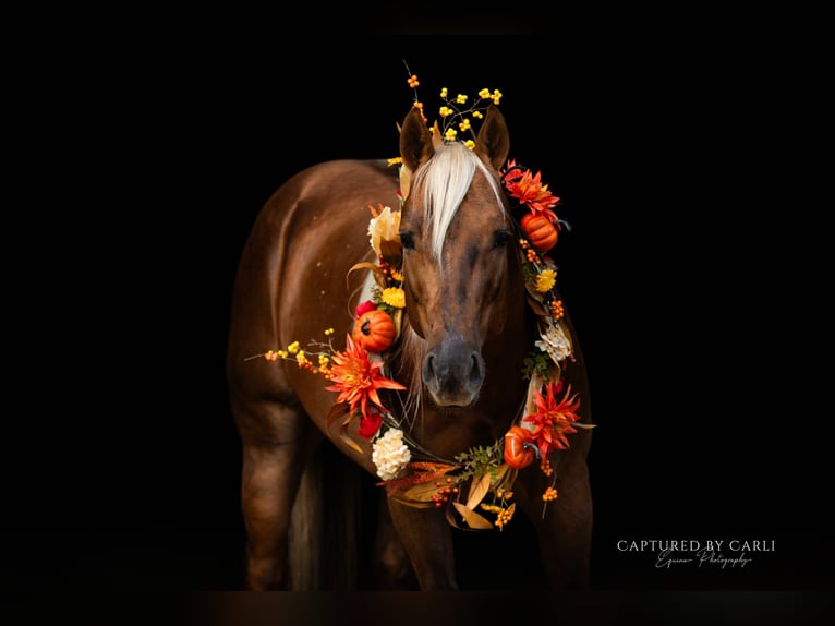 Quarter horse américain Hongre 5 Ans 145 cm Palomino in Lewistown