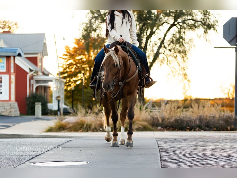 Quarter horse américain Hongre 5 Ans 145 cm Palomino in Lewistown