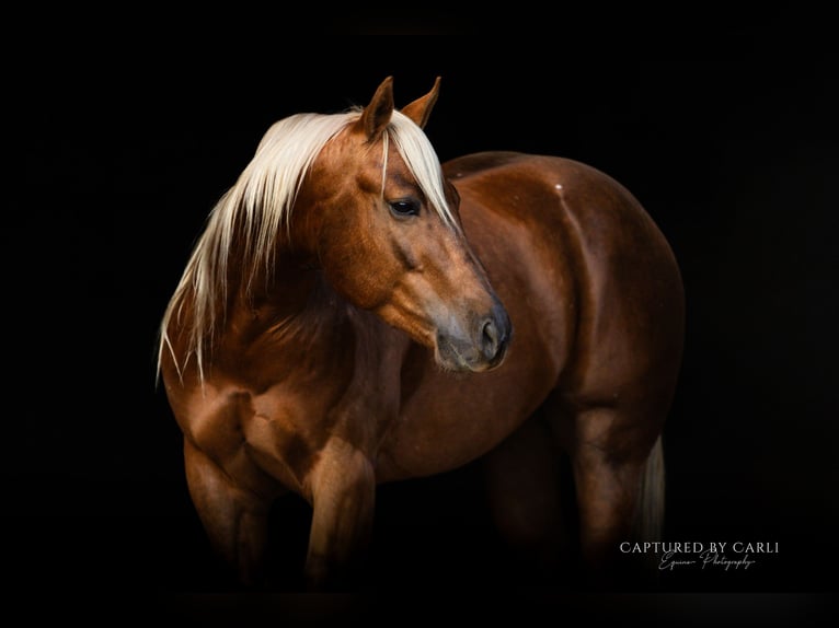 Quarter horse américain Hongre 5 Ans 145 cm Palomino in Lewistown
